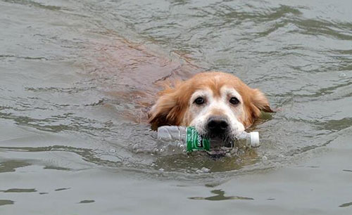 愛撿瓶子的環(huán)保狗狗 主動撿瓶子丟垃圾桶